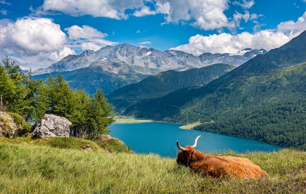 lake, cow, highland cattle, animal, pasture, mammal, cattle, bovinae, graubünden, nature, switzerland, mountains, alpine, landscape, sky, clouds, view, water, bergsee, mountain range, skyscape, cloudscape, sceniclake sils, cow, cow, switzerland, switzerland, switzerland, switzerland, switzerland, view
